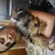 Yorkie shie terrier kutya 