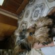 Yorkie shie terrier kutya 