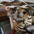 Yorkie shie terrier kutya 