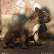 Francia bulldog szuka 