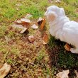 Bichon havanese babák