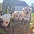 Bichon havanese babák