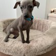 Italian greyhound puppies available for booking