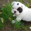 Francia bulldog kiskutya lof