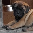 Eladó törzskönyvezett bullmastiff fiú kiskutya