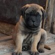 Eladó törzskönyvezett bullmastiff fiú kiskutya