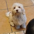 Arany -fehér bichon havanese