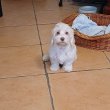 Arany -fehér bichon havanese