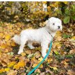 Bichon Havanese 