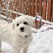 Bichon Havanese 