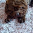 Shar pei szuka 