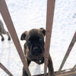 Cane corso-boxer kutya