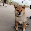 Shiba inu 