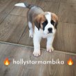 Eladó Bernáthegyi minőségi kan kiskutya 