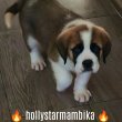 Eladó Bernáthegyi minőségi kan kiskutya 
