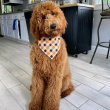 Mixed breed puppies for adoption to good homes 