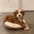 Mixed breed puppies for adoption to good homes 
