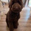 Mixed breed puppies for adoption to good homes 