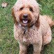 Mixed breed puppies for adoption to good homes 