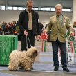 Kiváló fehér puli kölykök akciós áron eladók