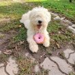 Kiváló fehér puli kölykök akciós áron eladók