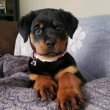 German Rottweiler puppies for sale