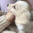 Dachshund puppies for adoption 