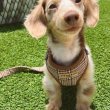 Dachshund puppies for adoption 