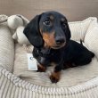 Dachshund puppies for adoption 