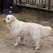 Golden retriver kan