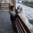 Golden retriver kan