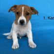Azonnal elvihető Jack Russel kiskutya eladó!