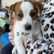 Azonnal elvihető Jack Russel kiskutya eladó!