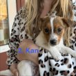 Azonnal elvihető Jack Russel kiskutya eladó!