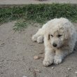 Kuvasz kiskutya
