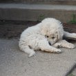 Kuvasz kiskutya