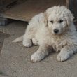 Kuvasz kiskutya