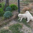 Kuvasz kiskutya