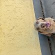 Eladó weimari vizsla szuka