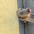 Eladó weimari vizsla szuka