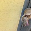 Eladó weimari vizsla szuka