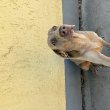 Eladó weimari vizsla szuka