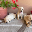 Labrador Retriever Kiskutyák Eladók