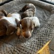 Mini Dachshund Puppies For Sale