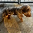 Mini Dachshund Puppies For Sale
