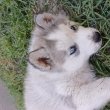 Husky malamut kiskutyák