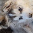 Husky malamut kiskutyák