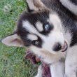 Husky malamut kiskutyák