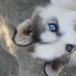 Husky malamut kiskutyák