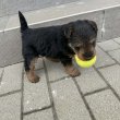 Welsh Terrier szuka kiskutya elvihető!